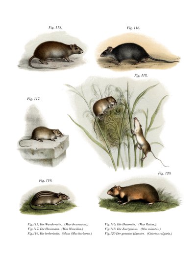 Norway Rat by German School